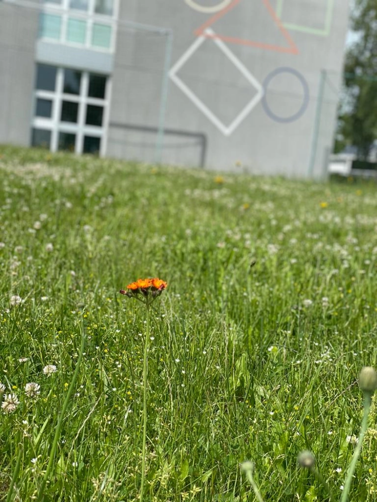 Blume auf einem Feld