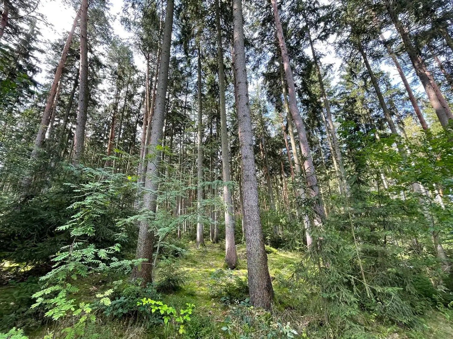 Wald